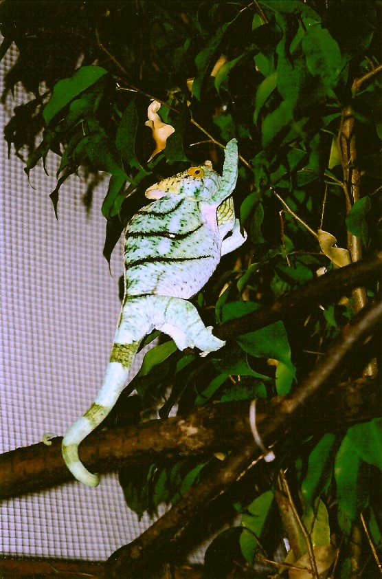 Male Calumma p. parsonii (Volante) in territorial display (6-26-04)
