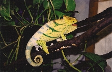 Female Calumma p. parsonii (Vanquish) in shed and territorial display (6-26