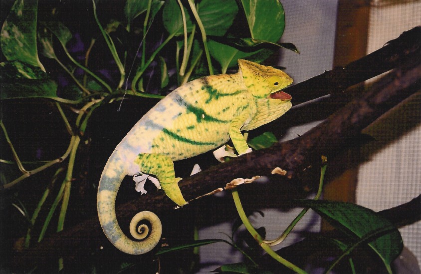 Female Calumma p. parsonii (Vanquish) in shed and territorial display (6-26