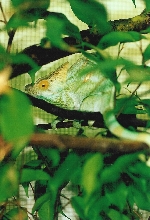 Male Calumma p. parsonii (Volante) in his domain (9-16-04)