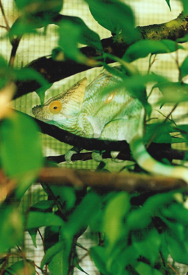 Male Calumma p. parsonii (Volante) in his domain (9-16-04)
