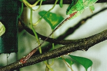 Female C. p. parsonii (Vanquish) eating (9-16-04)