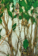 Male Calumma p. parsonii (Volante) in full tongue extension (9-16-04)