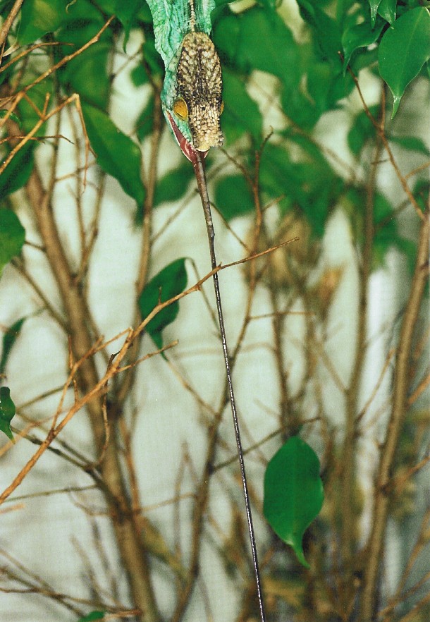 Male Calumma p. parsonii (Volante) in full tongue extension (9-16-04)