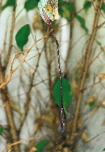Male Calumma p. parsonii (Volante) tongue shot (9-16-04)