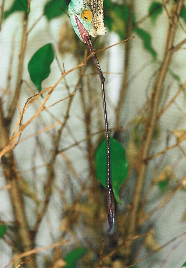 Male Calumma p. parsonii (Volante) tongue shot (9-16-04)