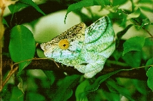 Male Calumma p. parsonii (Volante) realizing he's been spotted (9-16-04)