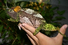 Male Ch. (T.) quadricornis 1