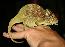 Female Ch. (T.) quadricornis
