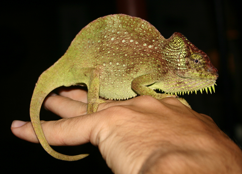 Female Ch. (T.) quadricornis