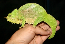 Male Ch. (T.) quadricornis 2