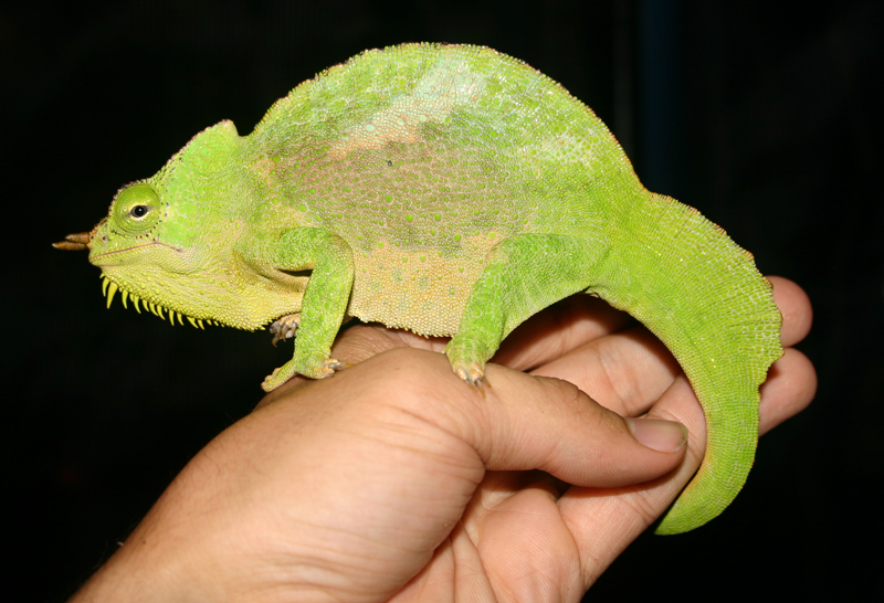 Male Ch. (T.) quadricornis 2