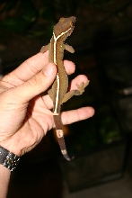 Gekko vittatus 2