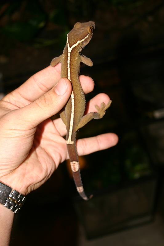 Gekko vittatus 2