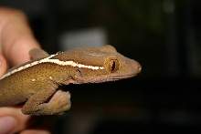 Gekko vittatus 1