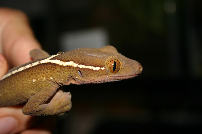 Gekko vittatus 1
