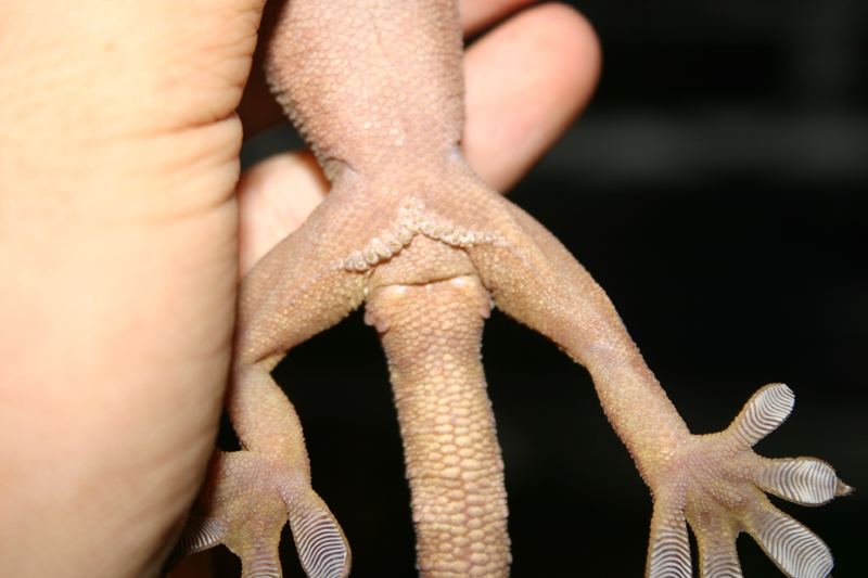 Gekko vittatus 3