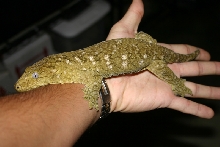 Female R. leachianus