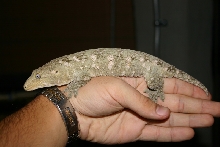 Male R. leachianus
