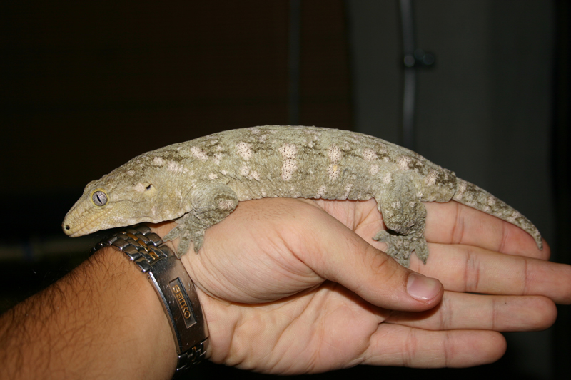 Male R. leachianus