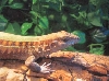 ameiva