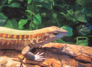 ameiva