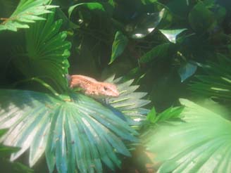 peekin