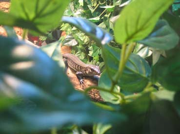 stumpy hangin out