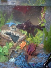 Little tatty Black Moor
