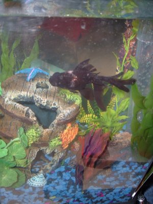 Little tatty Black Moor