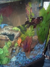 My poor Black Moor!