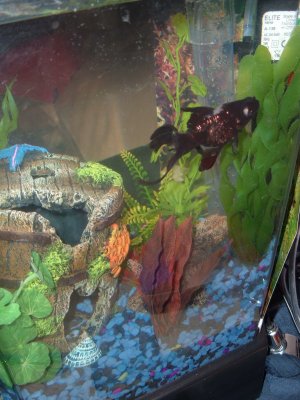 My poor Black Moor!