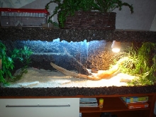 Terrarium for Beardet Dragon