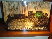 Aquarium for Bombina Orientalis