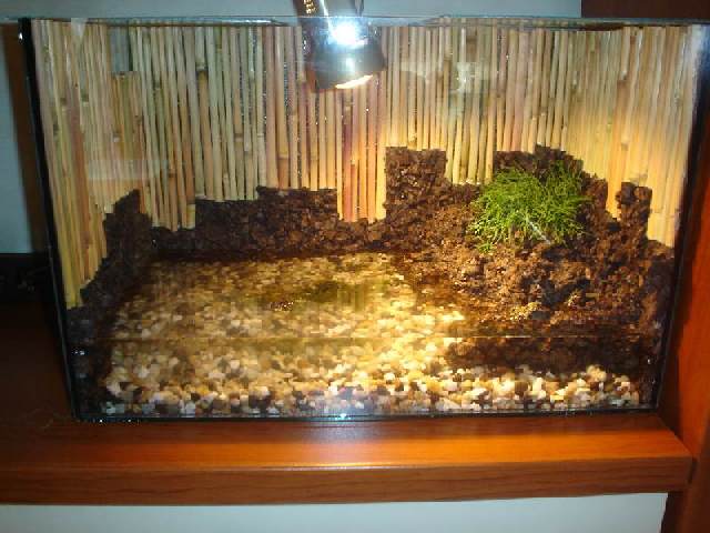 Aquarium for Bombina Orientalis