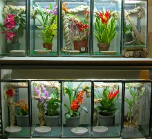 DAY GECKO HABITATS