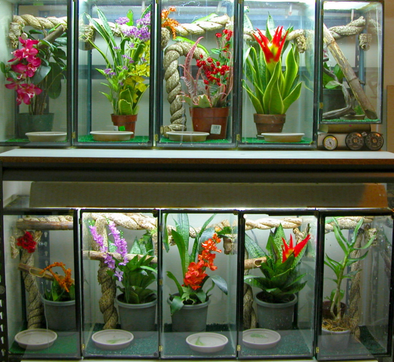 DAY GECKO HABITATS