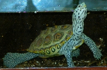 CONCENTRIC DIAMOND BACK TERRAPIN