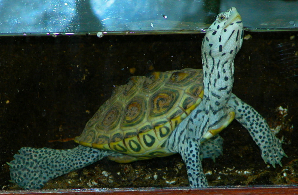 CONCENTRIC DIAMOND BACK TERRAPIN