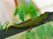 female blue tail day gecko