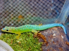 blue tail day gecko