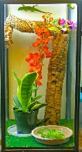 day gecko setup