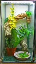 day gecko setup