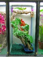 day gecko setup