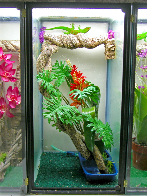 day gecko setup
