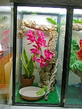 day gecko setup