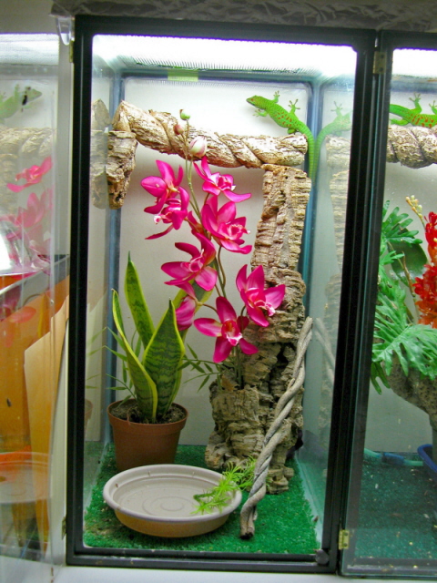 day gecko setup