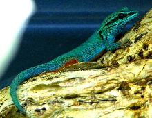 TANZANIAN BLUE DAY GECKO