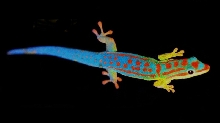 blue tail day gecko ph. cepediana