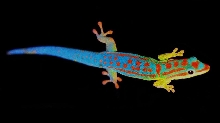 Phelsuma Cepediana